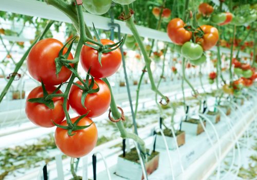 Ripe tomatoes on the vine in a greenhouse setting